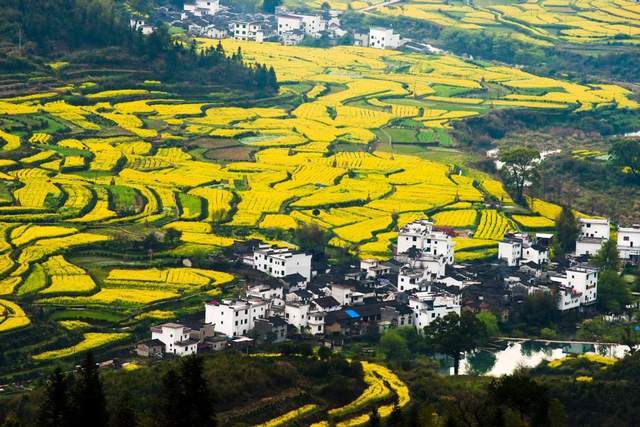 盘点全国四大最美油菜花观赏地，在金色花海中感受好春光2