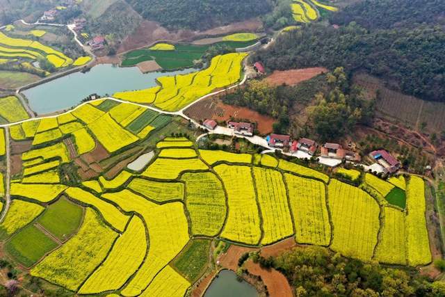 盘点全国四大最美油菜花观赏地，在金色花海中感受好春光5