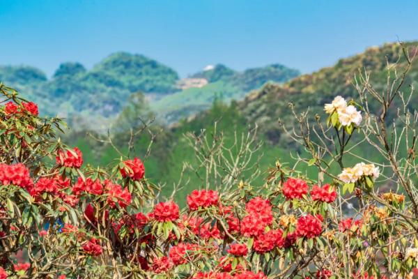 百里杜鹃几月份去好 百里杜鹃预约流程1
