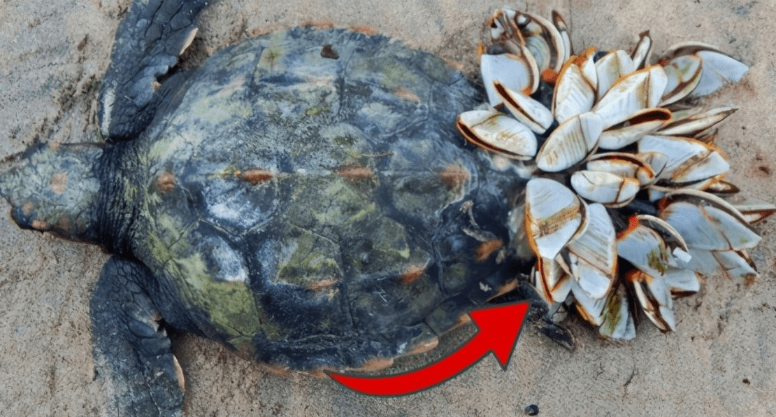 原创 藤壶到底有多可怕？海龟被折磨得苦不堪言，连鲸鱼也束手无策1