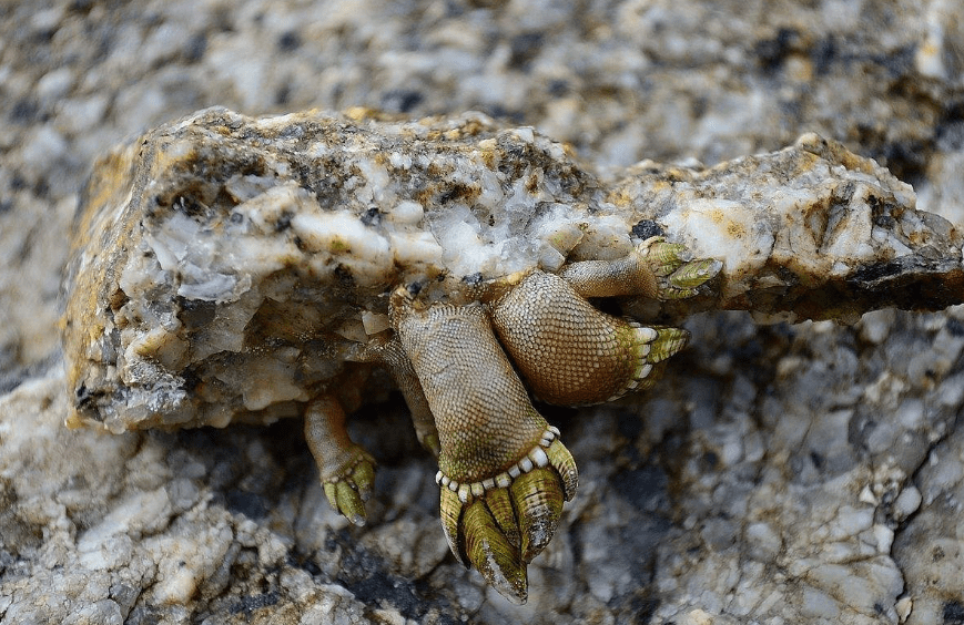 原创 藤壶到底有多可怕？海龟被折磨得苦不堪言，连鲸鱼也束手无策3
