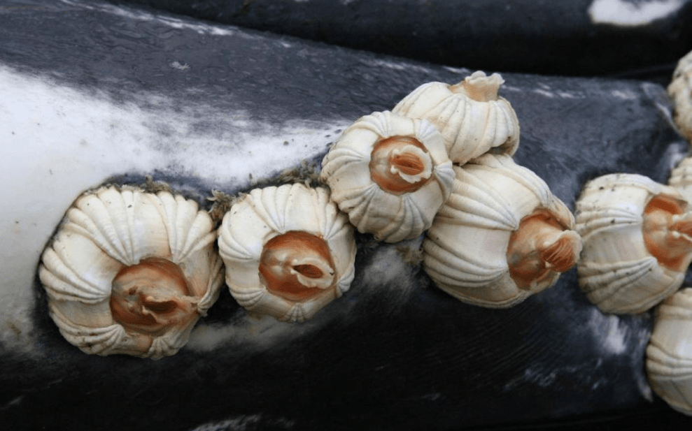 原创 藤壶到底有多可怕？海龟被折磨得苦不堪言，连鲸鱼也束手无策4