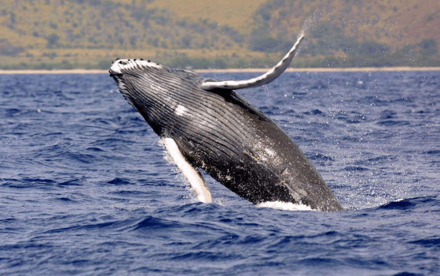 原创 藤壶到底有多可怕？海龟被折磨得苦不堪言，连鲸鱼也束手无策5