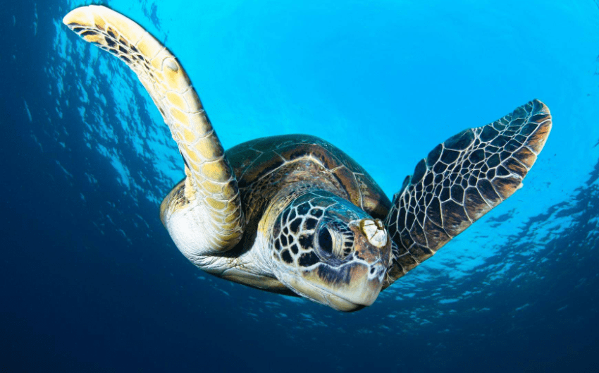 原创 藤壶到底有多可怕？海龟被折磨得苦不堪言，连鲸鱼也束手无策6