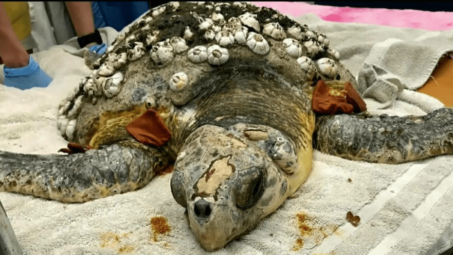 原创 藤壶到底有多可怕？海龟被折磨得苦不堪言，连鲸鱼也束手无策7