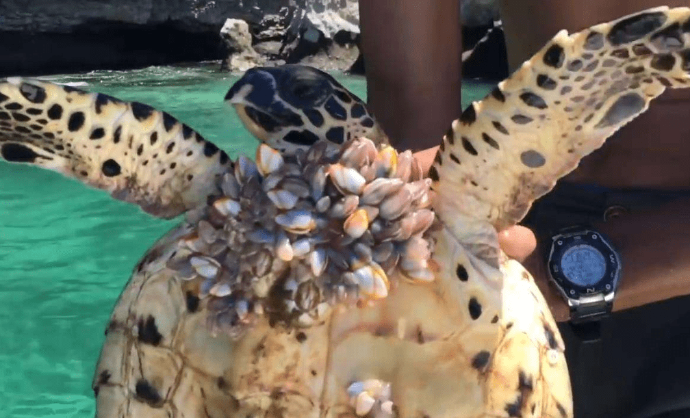 原创 藤壶到底有多可怕？海龟被折磨得苦不堪言，连鲸鱼也束手无策8