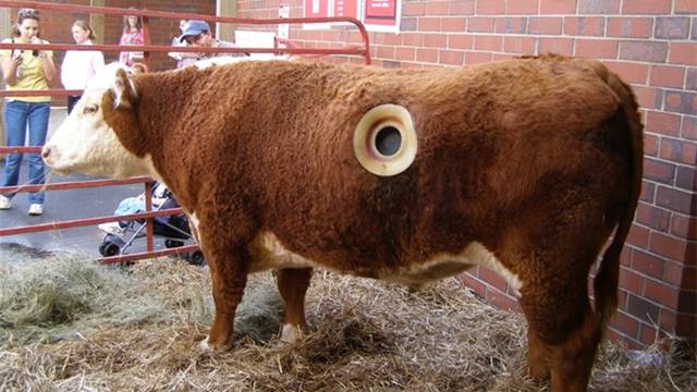 原创 为什么美国人要在牛身上“开洞”？还每天伸手掏，简直太残忍1