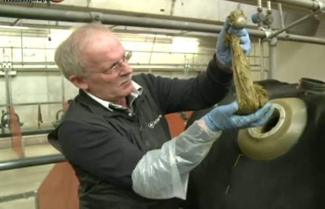 原创 为什么美国人要在牛身上“开洞”？还每天伸手掏，简直太残忍2