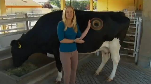 原创 为什么美国人要在牛身上“开洞”？还每天伸手掏，简直太残忍3