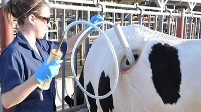 原创 为什么美国人要在牛身上“开洞”？还每天伸手掏，简直太残忍4