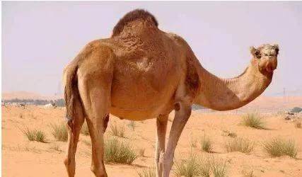 原创 在沙漠遇到渴死的骆驼，为什么不能碰？如果碰了会发生什么？1