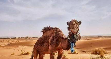 原创 在沙漠遇到渴死的骆驼，为什么不能碰？如果碰了会发生什么？2