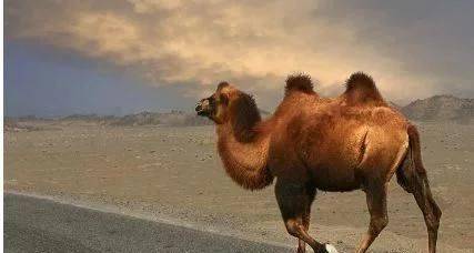 原创 在沙漠遇到渴死的骆驼，为什么不能碰？如果碰了会发生什么？3