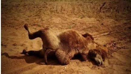 原创 在沙漠遇到渴死的骆驼，为什么不能碰？如果碰了会发生什么？5