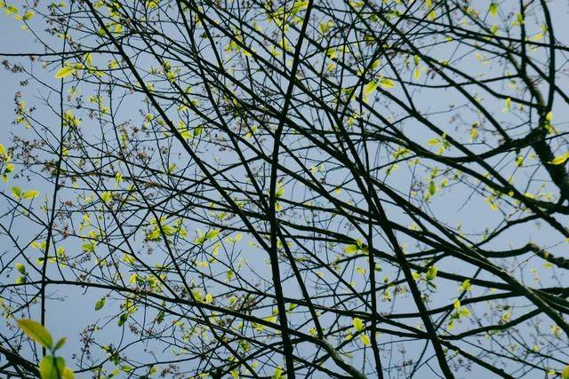 横跨广东湖南两省的山,曾经游人稀少,景色堪比黄山22