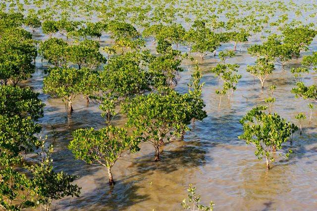 原创 都2022年了，你还没有去过海陵岛？要是免费开放的公园一定要来23