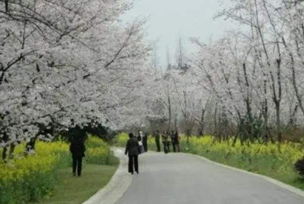 无锡赏樱花的地方有哪些3