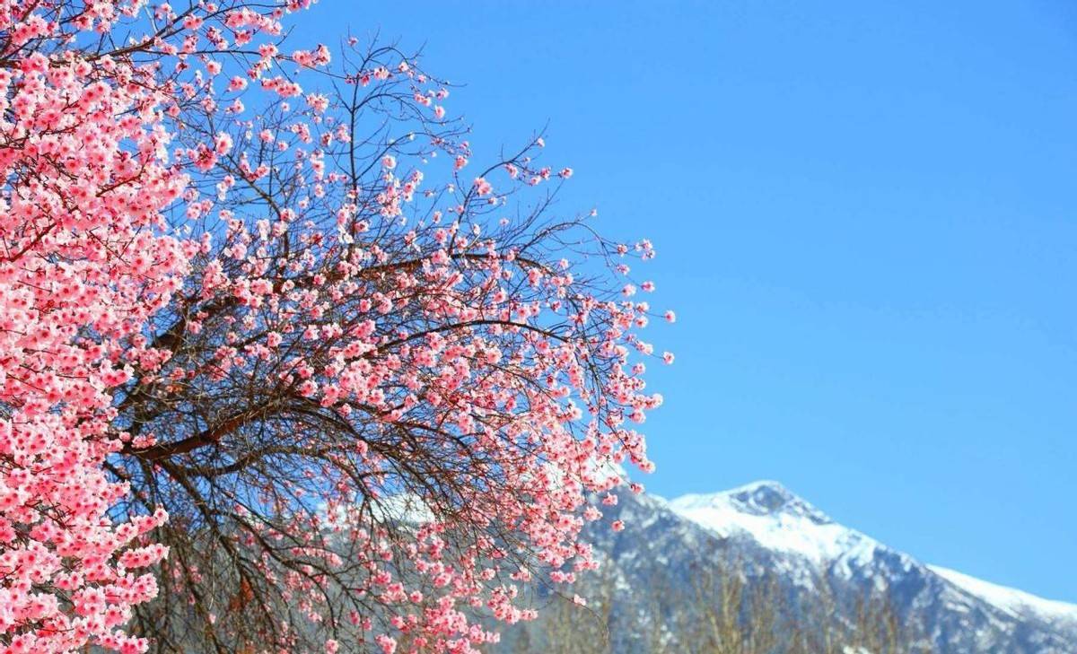 我要把今年春天留给这5个地方,看山花烂漫,春光无限3