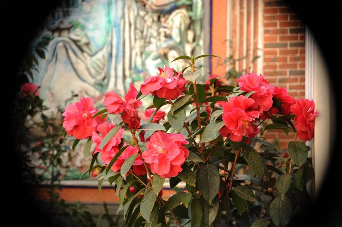 我要把今年春天留给这5个地方,看山花烂漫,春光无限7