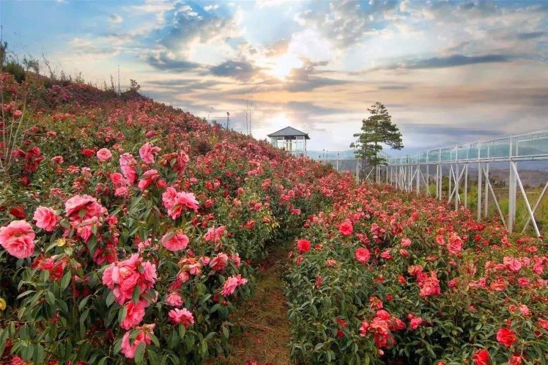 我要把今年春天留给这5个地方,看山花烂漫,春光无限8