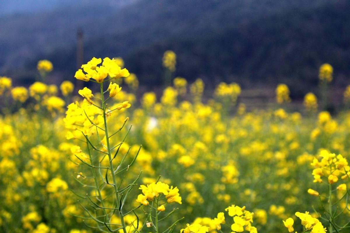 我要把今年春天留给这5个地方,看山花烂漫,春光无限9