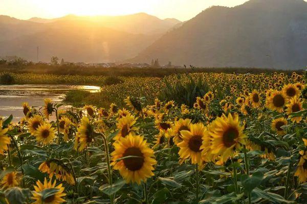 额济纳胡杨林六日游路线推荐1