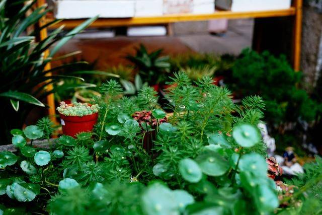 岭南园林中最低调的一个，位于广州番禺，小巧玲珑移步换景7