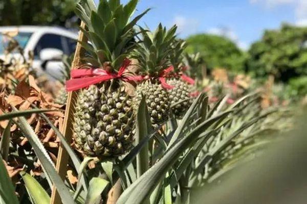 中山神湾一日游推荐路线4