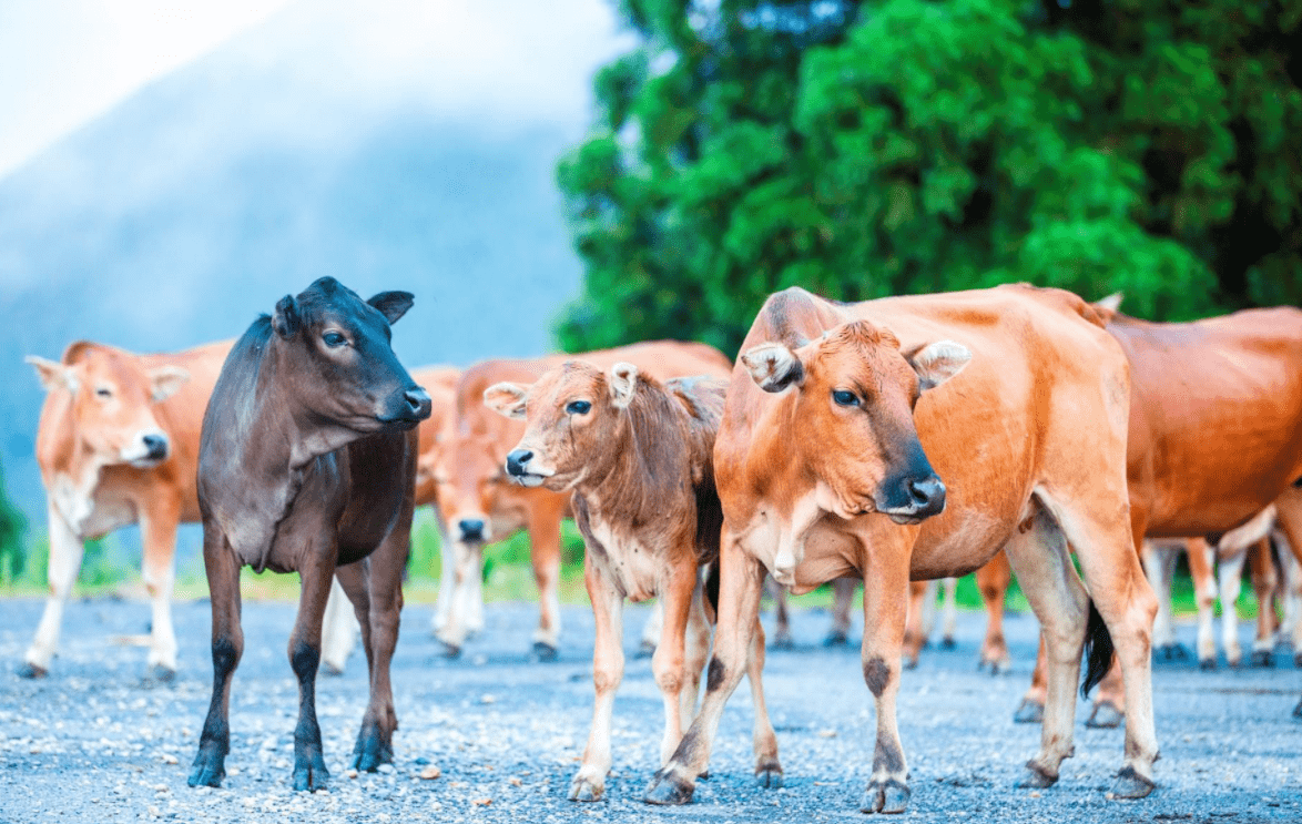 原创 为何在西沙东岛上,发现上百头野牛?周边都是海,它们从何而来?2