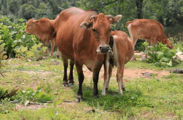 原创 为何在西沙东岛上,发现上百头野牛?周边都是海,它们从何而来?3