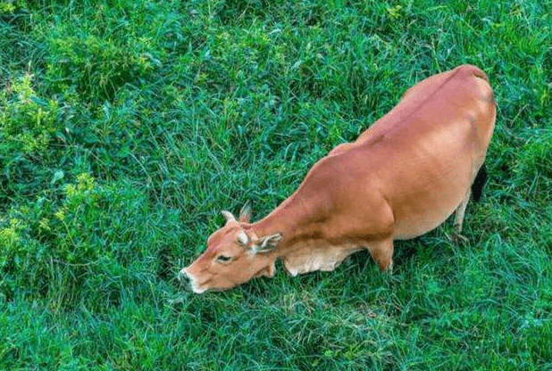 原创 为何在西沙东岛上,发现上百头野牛?周边都是海,它们从何而来?4