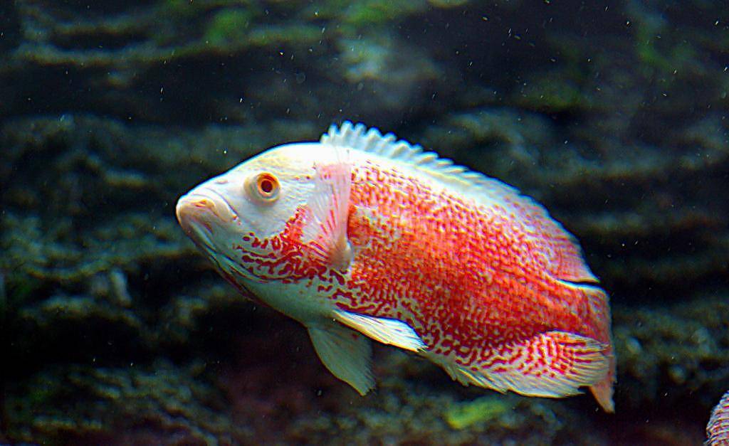 原创 黄河里的淡水鱼被冲进大海后,能在海水里存活吗?早已进化出对策1