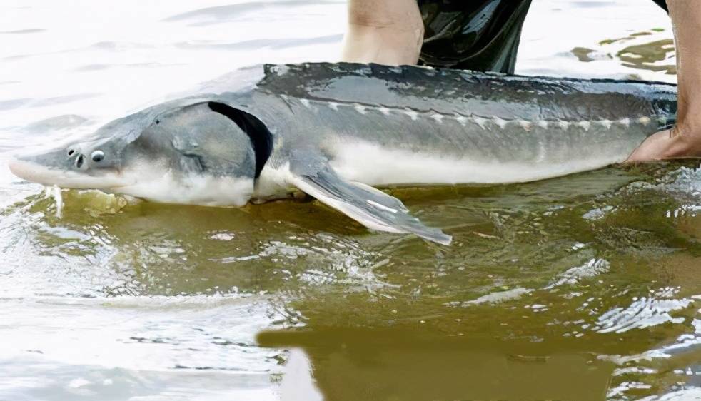 原创 黄河里的淡水鱼被冲进大海后,能在海水里存活吗?早已进化出对策4