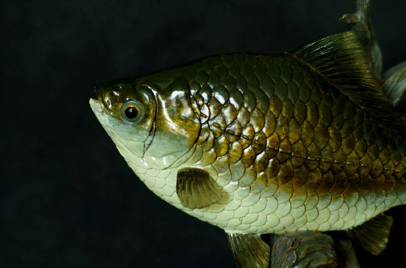 原创 黄河里的淡水鱼被冲进大海后,能在海水里存活吗?早已进化出对策6