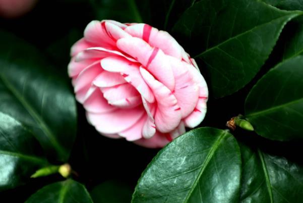 2022重庆春季赏花有哪些地方2