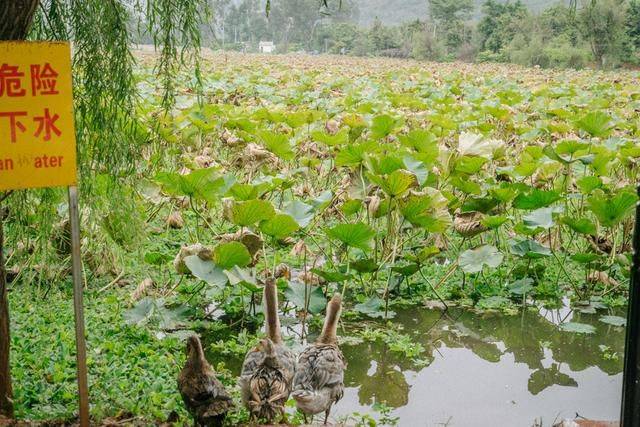 这里被评为云南最美古村，却很少有人知道，还有精美大院4