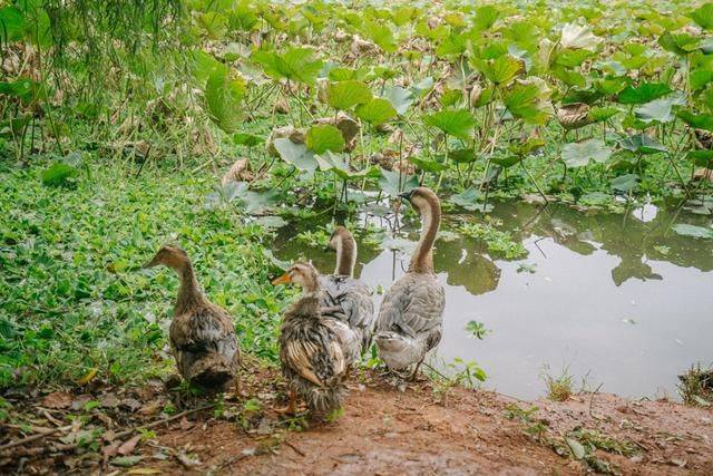 这里被评为云南最美古村，却很少有人知道，还有精美大院5