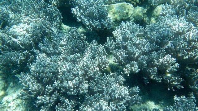 全球最美潜水地之一,印尼这处地方惊艳了,连《前任3》都来取景11