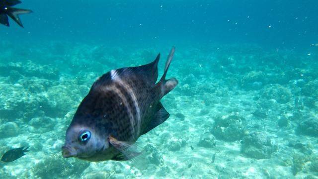 全球最美潜水地之一,印尼这处地方惊艳了,连《前任3》都来取景14