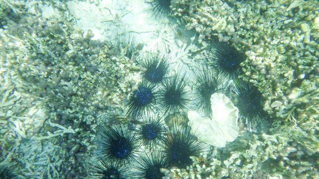 全球最美潜水地之一,印尼这处地方惊艳了,连《前任3》都来取景16