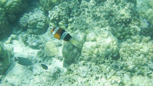 全球最美潜水地之一,印尼这处地方惊艳了,连《前任3》都来取景18