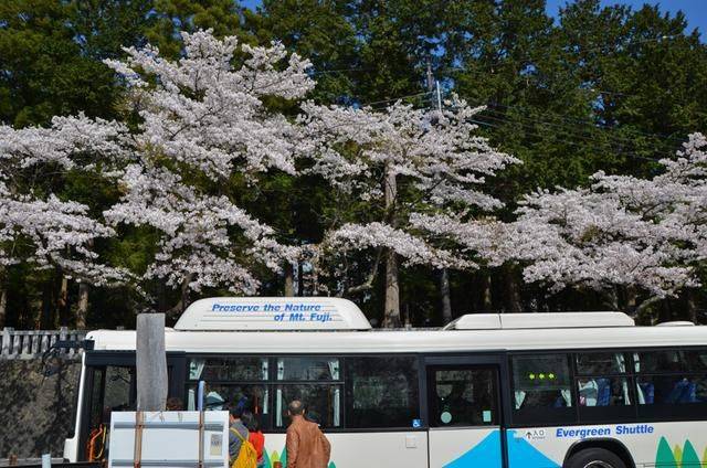 日本小众景点看樱花,景色美还免费,这样的浪漫花海会把人看哭3