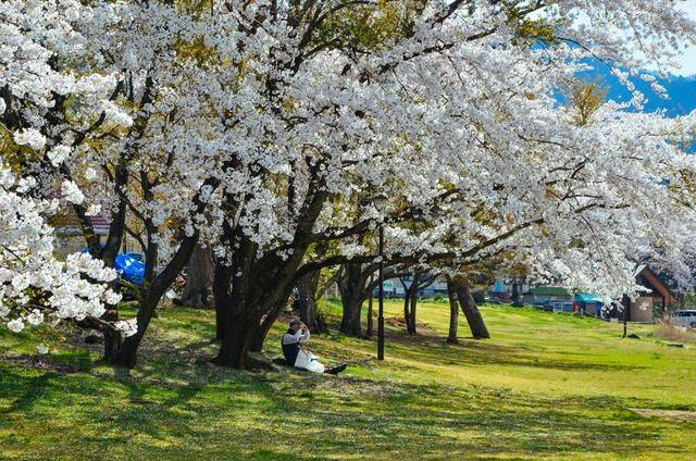 日本小众景点看樱花,景色美还免费,这样的浪漫花海会把人看哭4