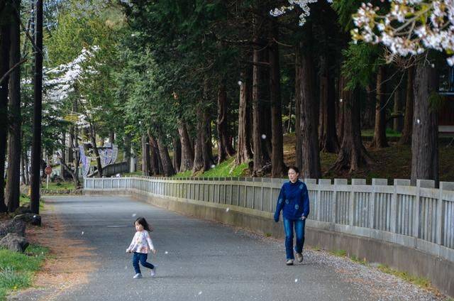 日本小众景点看樱花,景色美还免费,这样的浪漫花海会把人看哭6