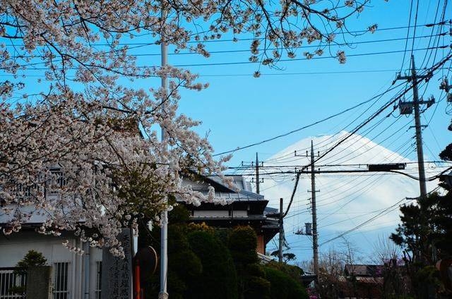 日本小众景点看樱花,景色美还免费,这样的浪漫花海会把人看哭7
