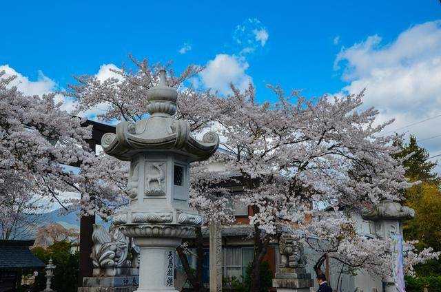 日本小众景点看樱花,景色美还免费,这样的浪漫花海会把人看哭8