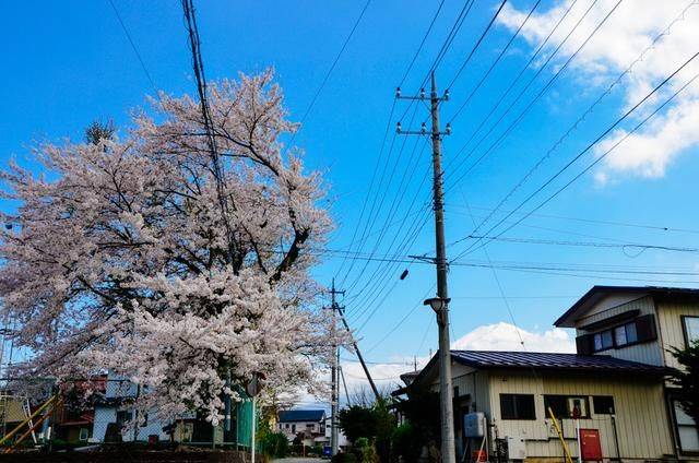 日本小众景点看樱花,景色美还免费,这样的浪漫花海会把人看哭9