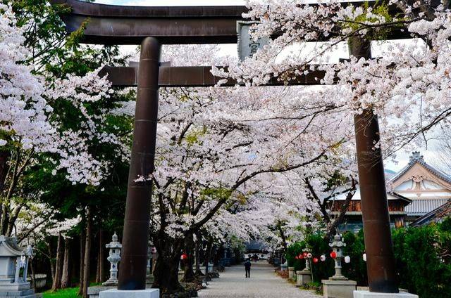日本小众景点看樱花,景色美还免费,这样的浪漫花海会把人看哭12