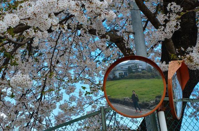 日本小众景点看樱花,景色美还免费,这样的浪漫花海会把人看哭10