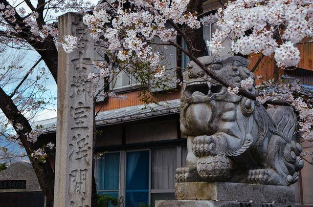日本小众景点看樱花,景色美还免费,这样的浪漫花海会把人看哭13